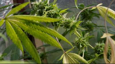 FDP-Politiker Thomae d&auml;mpft Erwartungen an rasche Cannabis-Legalisierung
