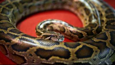 Bochumer Feuerwehr sucht nach anderthalb Meter langem Teppichpython in Gemeindehaus