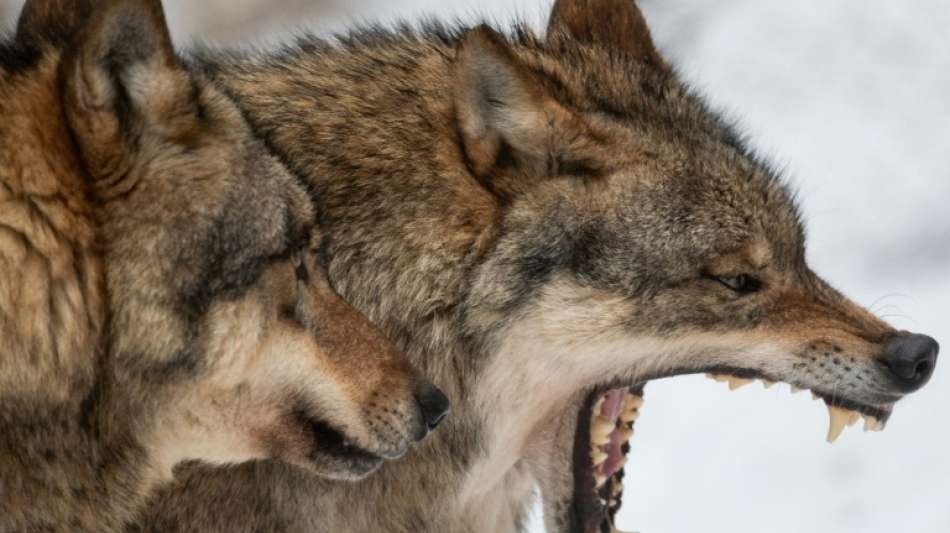 Wölfe sind deutlich sozialer gegenüber Artgenossen als Hunde