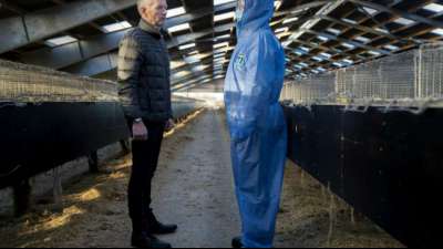 D&auml;nemark will Nerz-Z&uuml;chter mit Milliardenzahlungen entsch&auml;digen