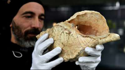 Wissenschaftler bringen 18.000 Jahre altes Schneckenhorn zum Klingen