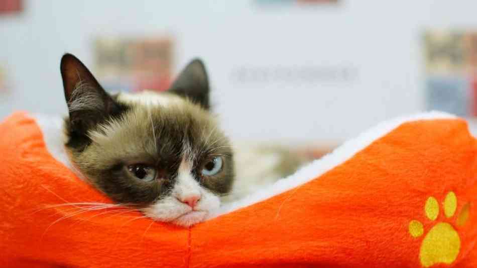 710.000 Dollar für Grumpy Cat in Markenrechtsstreit in den USA