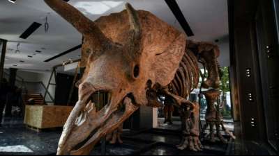 Triceratops "Big John" f&uuml;r 6,6 Millionen Euro an US-Sammler versteigert