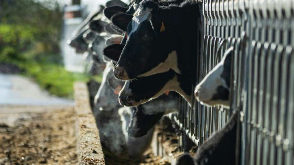 Studie: Europ&auml;ische Fleisch- und Milchkonzerne sto&szlig;en immer mehr Treibhausgase aus