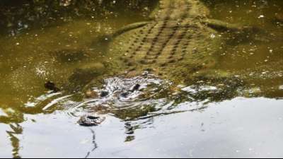 Schwimmer bei Krokodil-Attacke in Australien schwer verletzt