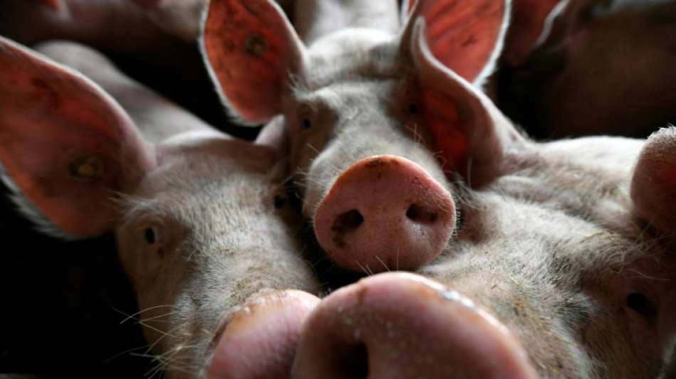 Bundesländer bereiten sich auf Afrikanische Schweinepest vor