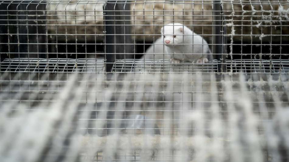 Russland meldet Zulassung von erstem Corona-Impfstoff f&uuml;r Tiere