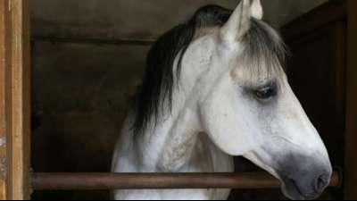 Bundesgerichtshof verhandelt über Nachbarschaftsstreit um Pferdestall
