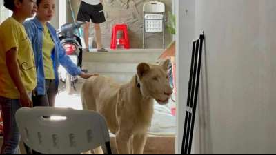 Beh&ouml;rden beschlagnahmen L&ouml;wen aus einer Luxusvilla in Phnom Penh