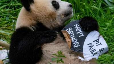 Torte f&uuml;r Berliner Pandazwillinge zu ihrem zweitem Geburtstag