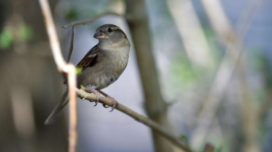 Naturschützer zählen mehr Vögel in deutschen Gärten