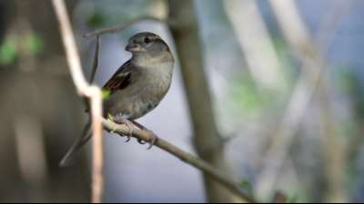 Natursch&uuml;tzer z&auml;hlen mehr V&ouml;gel in deutschen G&auml;rten