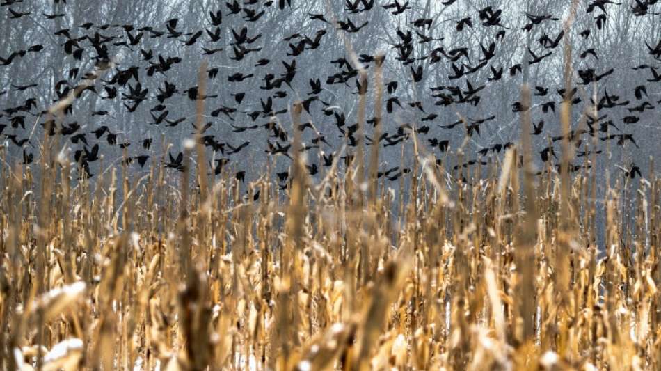 Leimrutenjagd auf V&ouml;gel in Frankreich ist illegal