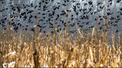Leimrutenjagd auf V&ouml;gel in Frankreich ist illegal