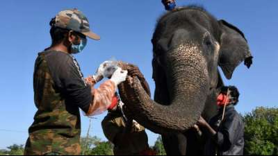 28 Elefanten in Schutzgebiet in Indien auf Corona getestet
