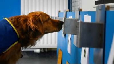 "Pokaa" ist Frankreichs erster Corona-Sp&uuml;rhund in einem Altenheim