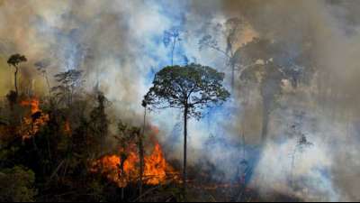 Die illegale Abholzung des Regenwaldes wird bis 2030 beendet