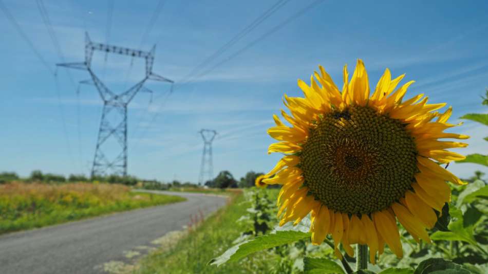 In Deutschland werden immer mehr Sonnenblumen angebaut 