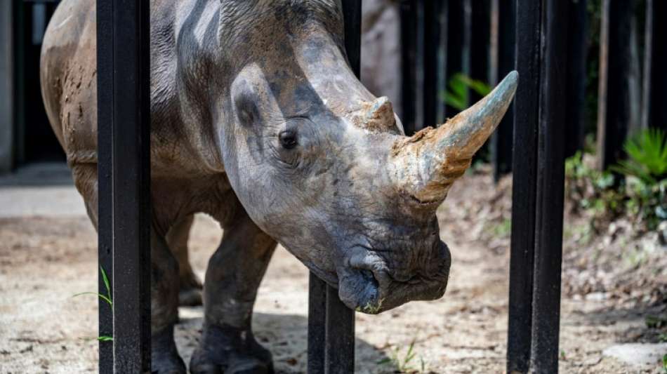 Digitales Rhinozeros-Horn in Südafrika als NFT versteigert