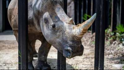 Digitales Rhinozeros-Horn in S&uuml;dafrika als NFT versteigert