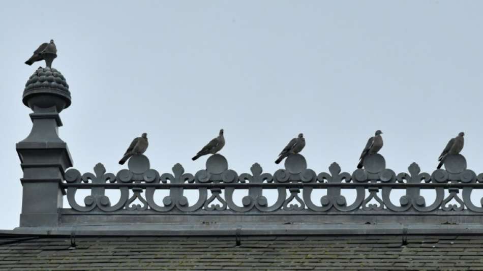 Zu h&auml;ufiges Taubenf&uuml;ttern kann zur Androhung von Ordnungsgeld f&uuml;hren