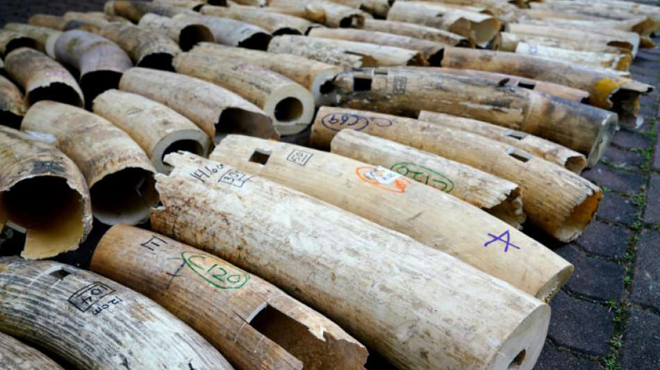 Singapurs Behörden zerstören neun Tonnen beschlagnahmtes Elfenbein