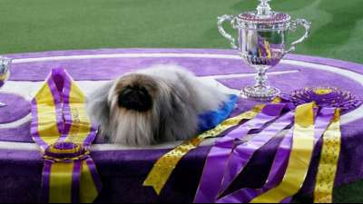 Pekinese Wasabi holt Titel bei Westminster-Hundeschau