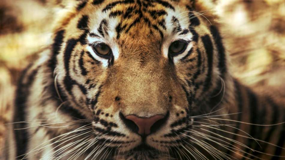 Naturschutzorganisation WWF fordert besseren Schutz f&uuml;r Tiger