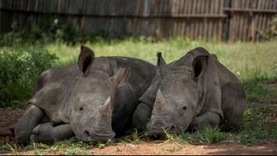 Zunahme der Nashorn-Wilderei in S&uuml;dafrika