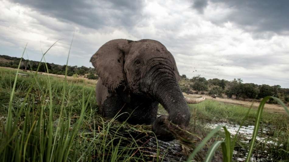 Botsuana hebt Verbot der Elefantenjagd nach fünf Jahren auf