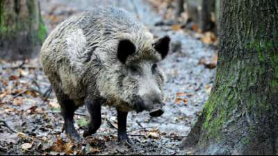 Wildschweine &uuml;berrennen in Karlsruhe Schulkinder und bauen Unf&auml;lle