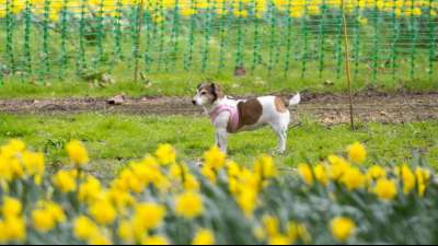 Dresden ist hundefreundlichste Gro&szlig;stadt Deutschlands