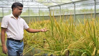 Philippinen genehmigen gentechnisch veränderten "goldenen Reis" 