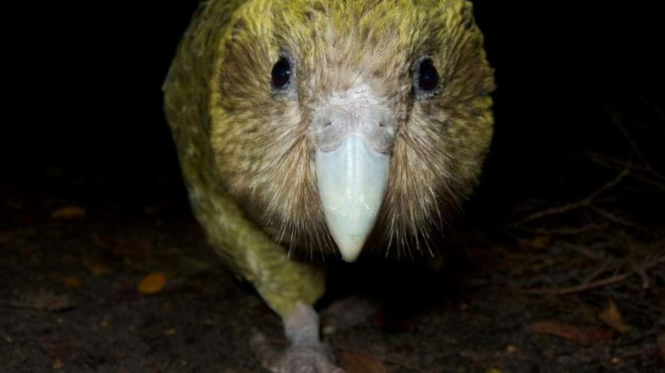 Kakapo - Rekord-Brutsaison für die dicksten Papageien der Welt