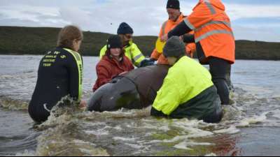 Helfer bergen letzten überlebenden Wal nach Massenstrandungen vor Tasmanien