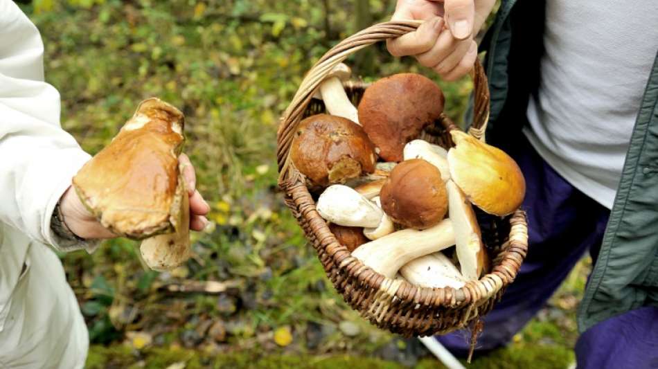 Immer noch radioaktiv belastete Pilze in s&uuml;ddeutschen W&auml;ldern 