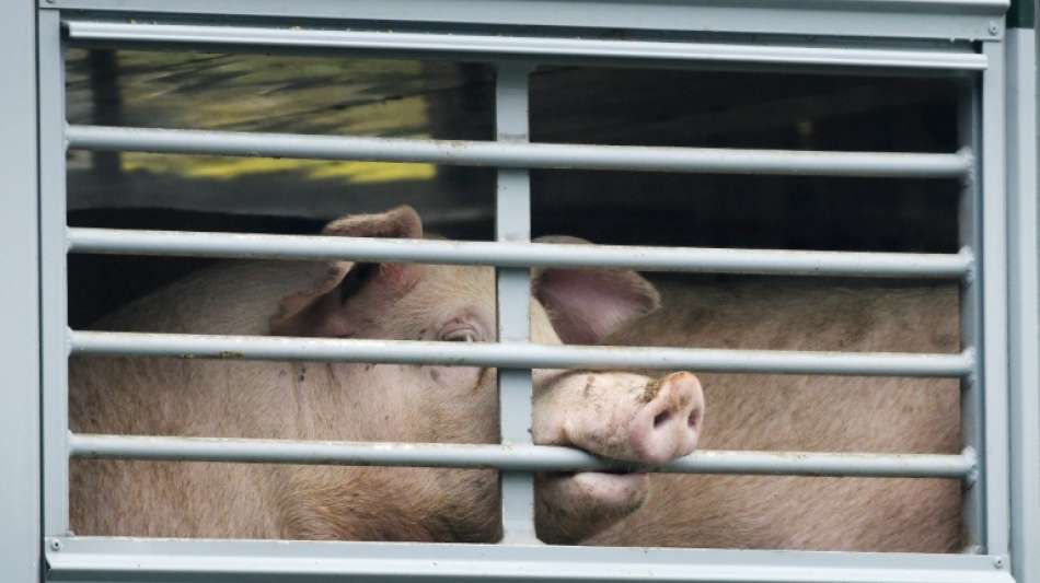 Hepatitis-E-Viren in Schweinefleisch und Schweineleber nachgewiesen