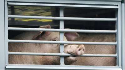 Hepatitis-E-Viren in Schweinefleisch und Schweineleber nachgewiesen