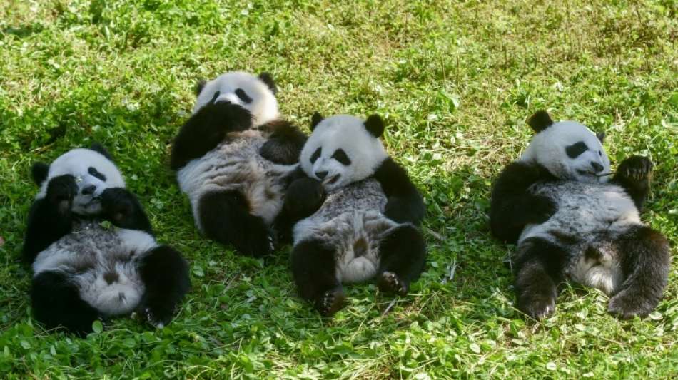 Panda-Zwillinge in China haben großen Auftritt im Freigehege 