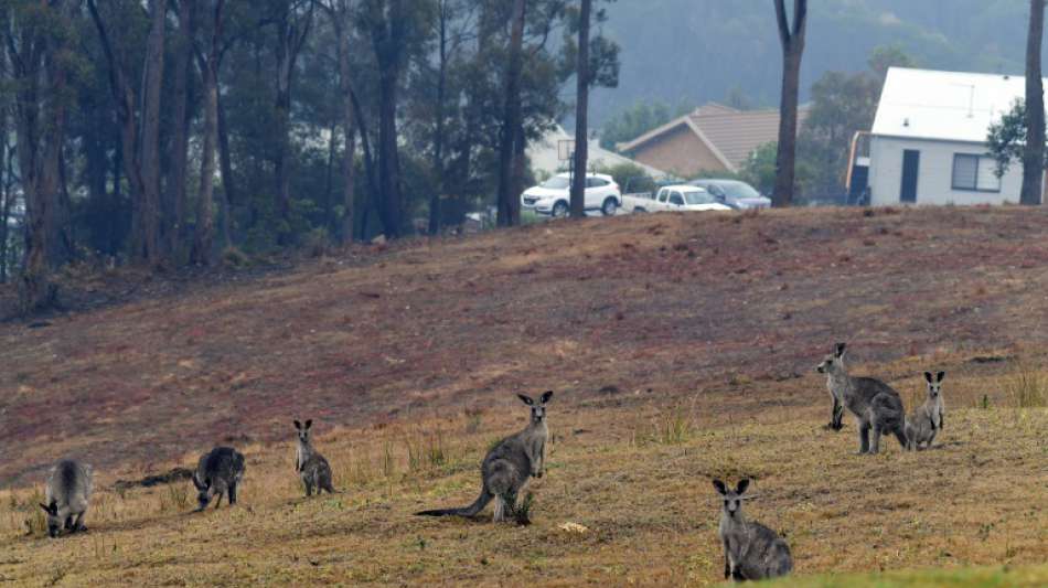 Studie: &Auml;lteste Felsmalerei Australiens zeigt ein K&auml;nguru