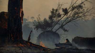Brasilien: Rekord-Abholzung im Amazonas in erster Jahreshälfte
