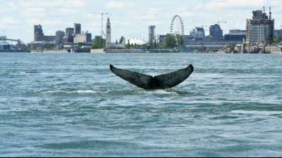 Wal nahe Montréal wahrscheinlich durch Kollision mit Schiff getötet