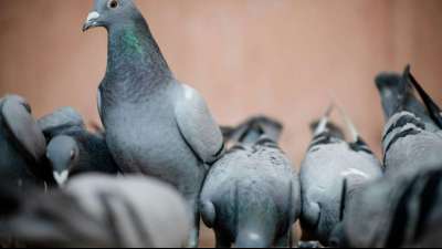 Gericht bestätigt Entzug von Waffenerlaubnis nach Schüssen auf Tauben