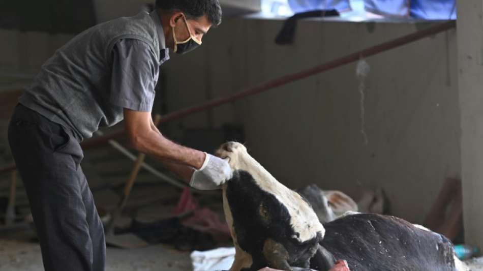 Tier&auml;rzte finden 71 Kilogramm M&uuml;ll in Magen einer Kuh in Indien