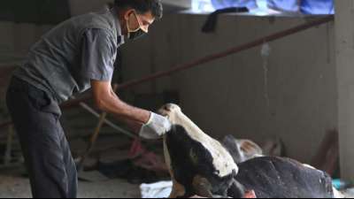 Tier&auml;rzte finden 71 Kilogramm M&uuml;ll in Magen einer Kuh in Indien