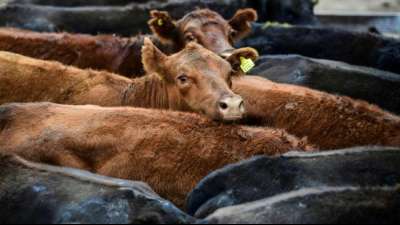 Argentinien nimmt den Export von Rindfleisch nun wieder auf
