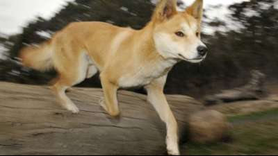 Halsbandkamera enth&uuml;llt erstmals das geheime Leben der Dingos