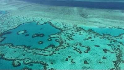 Ungewöhnliches Experiment zum Schutz des Barrier Reef mit "ermutigendem Ergebnis"