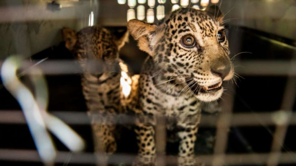 Zwei kleine Jaguare in Nicaragua aus F&auml;ngen von Tierh&auml;ndlern befreit
