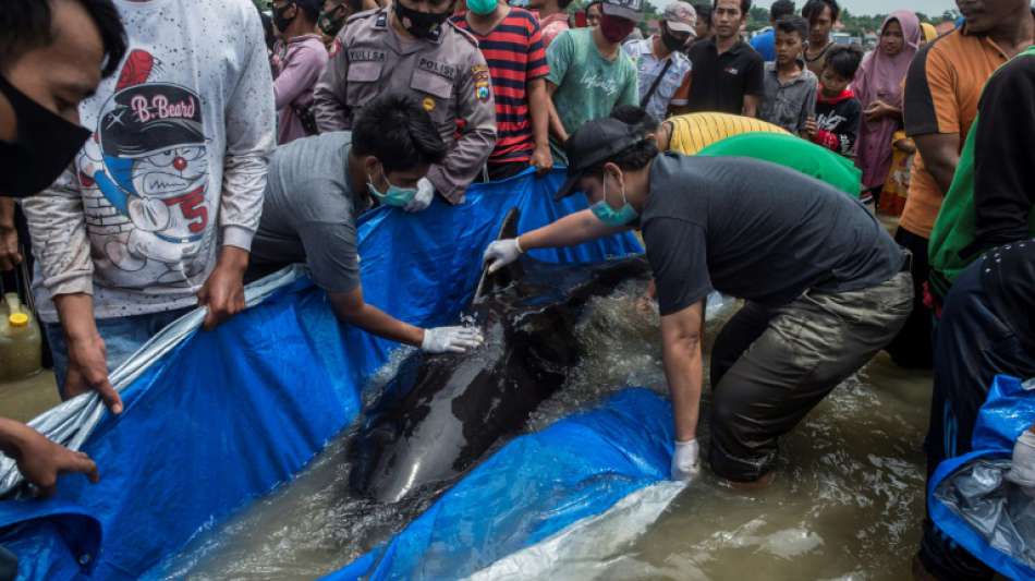 Dutzende gestrandete Grindwale verenden an der K&uuml;ste Indonesiens